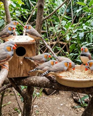 Vendita Diamantini Mandarini - Giovani e in Buona