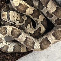 Pantherophis alleghaniensis