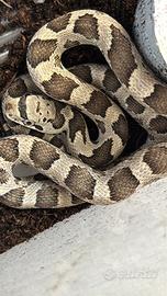 Pantherophis alleghaniensis