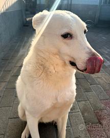 Genna cagnolina meticcia