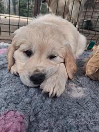 Cucciole golden retriever