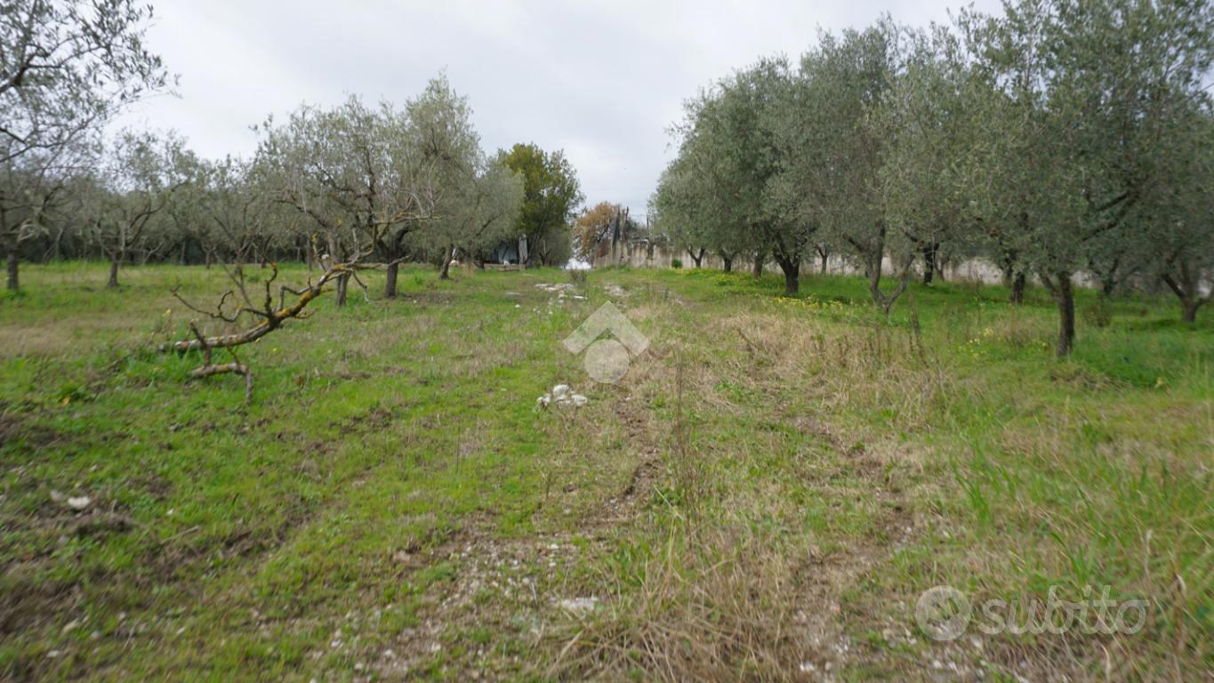 TER. AGRICOLO A MONTECORVINO PUGLIANO - Vista 2