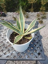 Pianta agave  variegata