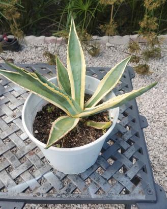 Pianta agave  variegata
