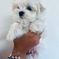 Maltese