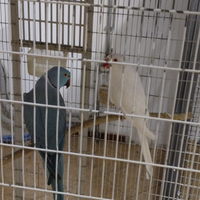 Parrocchetti del collare