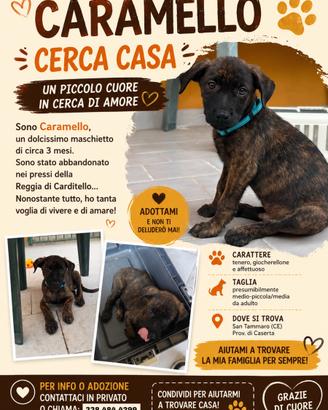 Cucciolo maschio 3 mesi