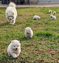 Cuccioli Samoiedo