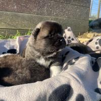 Cuccioli akita americano