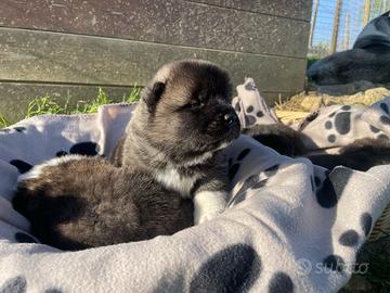 Cuccioli akita americano