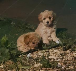 Cuccioli maltipoo