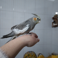 Calopsita allevato a mano