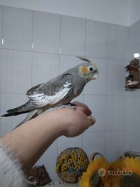 Calopsita allevato a mano