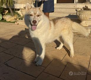 Siberiano Husky