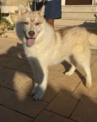 Siberiano Husky