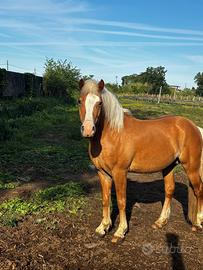 Cavallo haflinger