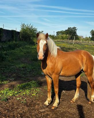 Cavallo haflinger