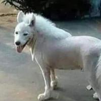 Pony bianco