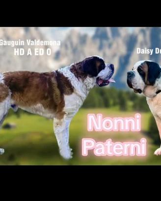 San bernardo cuccioli con pedigree