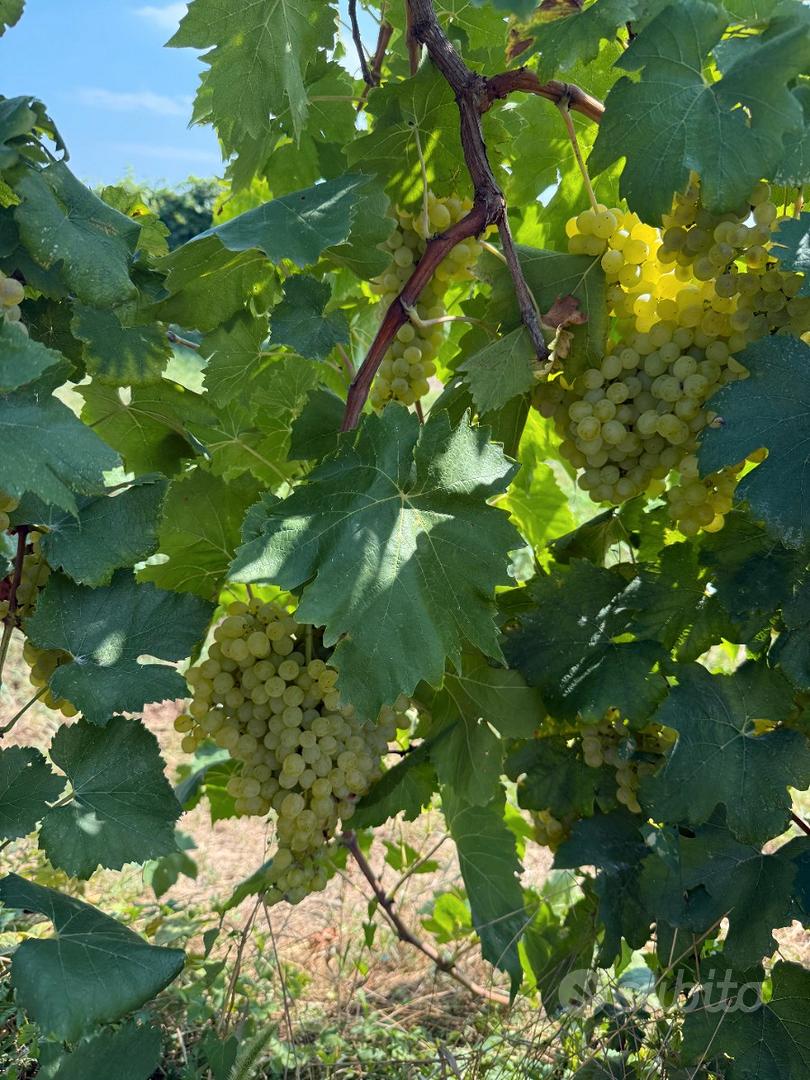 Vigneto PINOT BIANCO - Vista 4