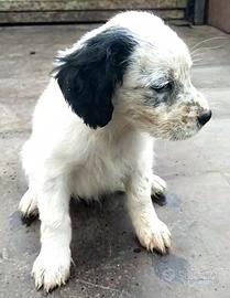 Cuccioli Setter inglese