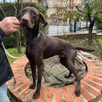 Bracco pointer Tartufi