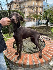 Bracco pointer Tartufi