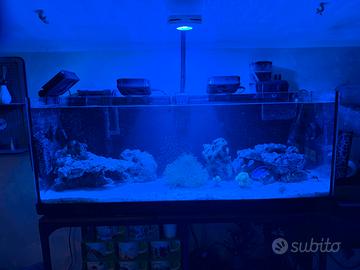 Acquario marino