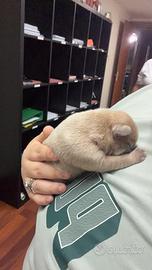 Bulldog francese esotico