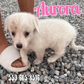 Aurora: cucciola dolce e simpatica 