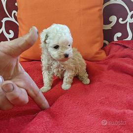 Maltipoo