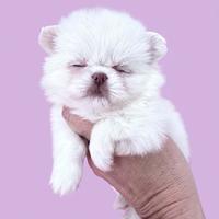 Chihuahua femmina bianca