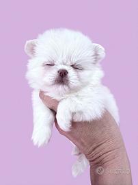 Chihuahua femmina bianca