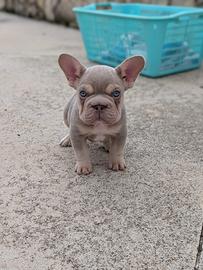Bulldog francese