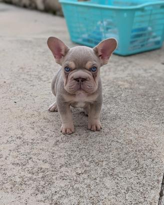 Bulldog francese