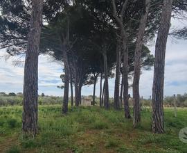 Castelvetrano terreno di 5000 mq con magazzino