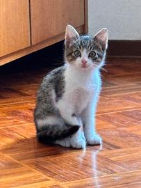 Gatti nati in casa