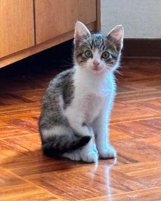 Gatti nati in casa