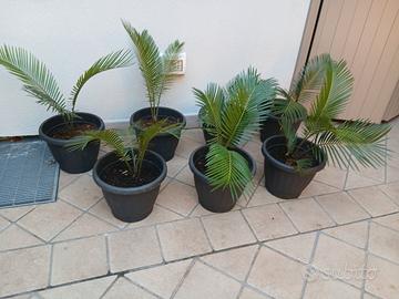 piante palme cycas