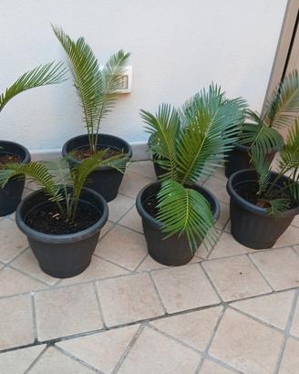 piante palme cycas