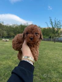 Pet morning mini toy