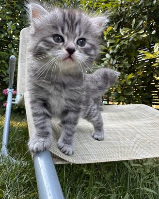 Cuccioli di Gatto Siberiano