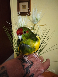 Kakariki di mutazione