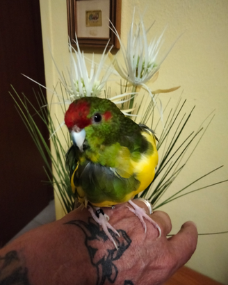 Kakariki di mutazione