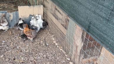 Galline moroseta