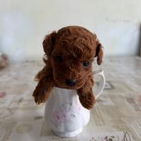 Barboncini mini toy