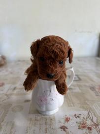 Barboncini mini toy