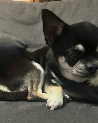 Chihuahua