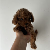 Barboncini red mini e toy