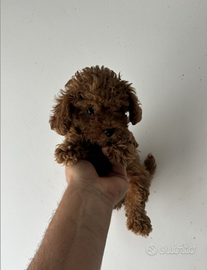 Barboncini red mini e toy